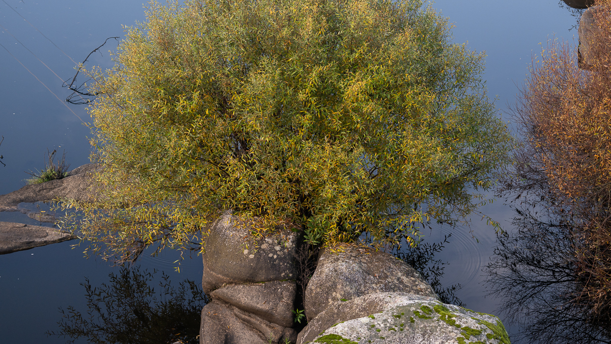 Salix salviifolia