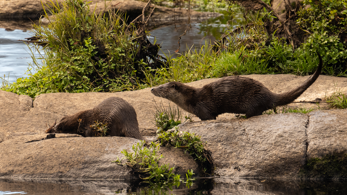 Loutre d'Europe