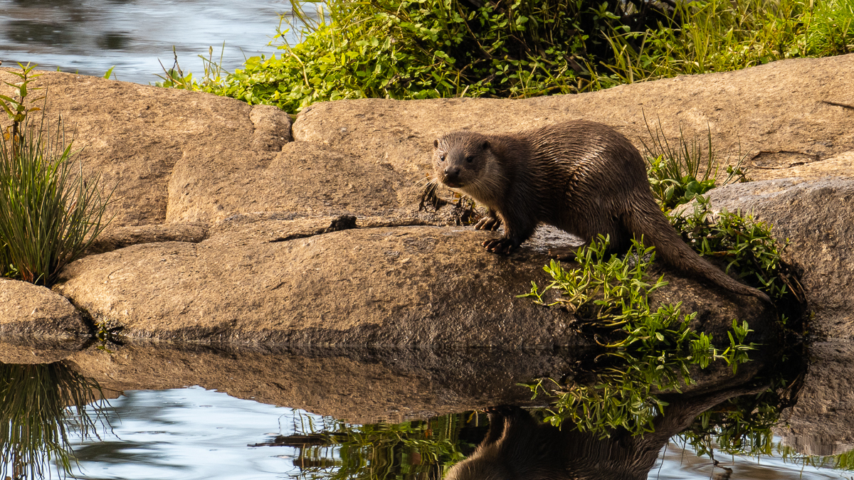 Loutre d'Europe