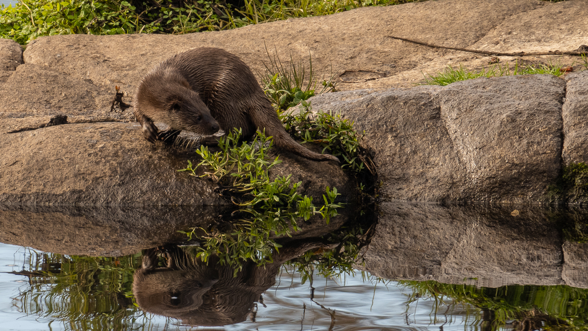 Loutre d'Europe