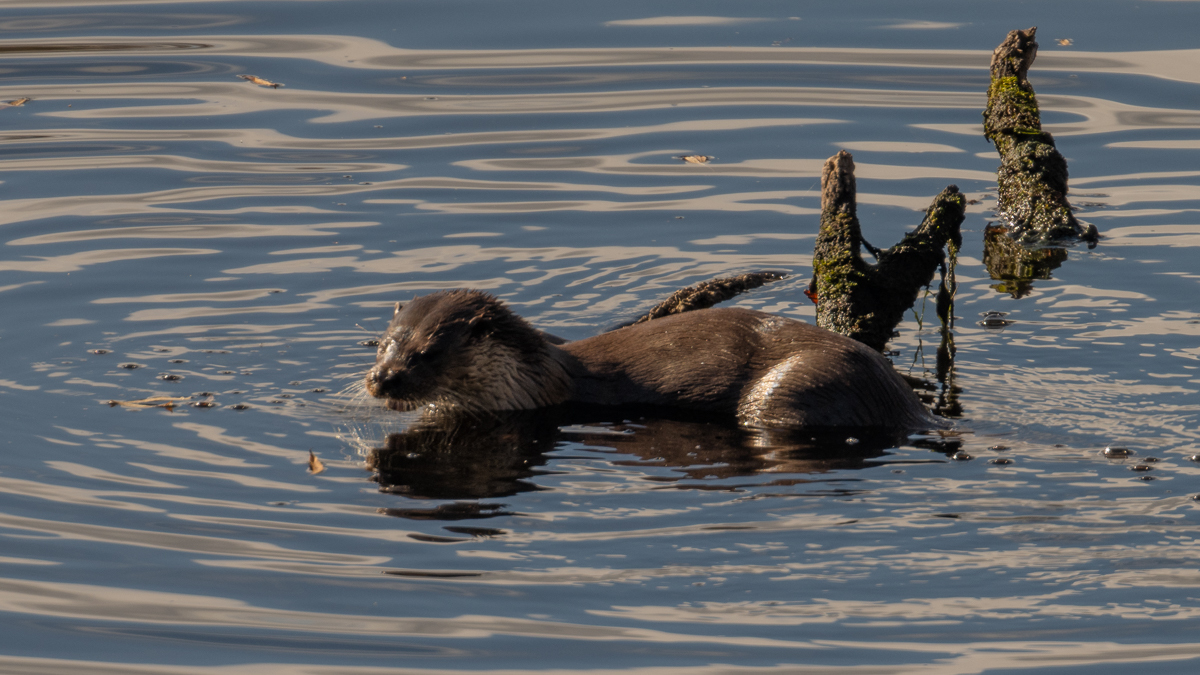 Loutre d'Europe