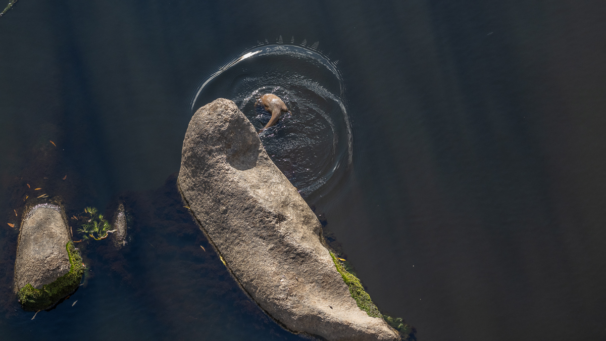 Loutre d'Europe