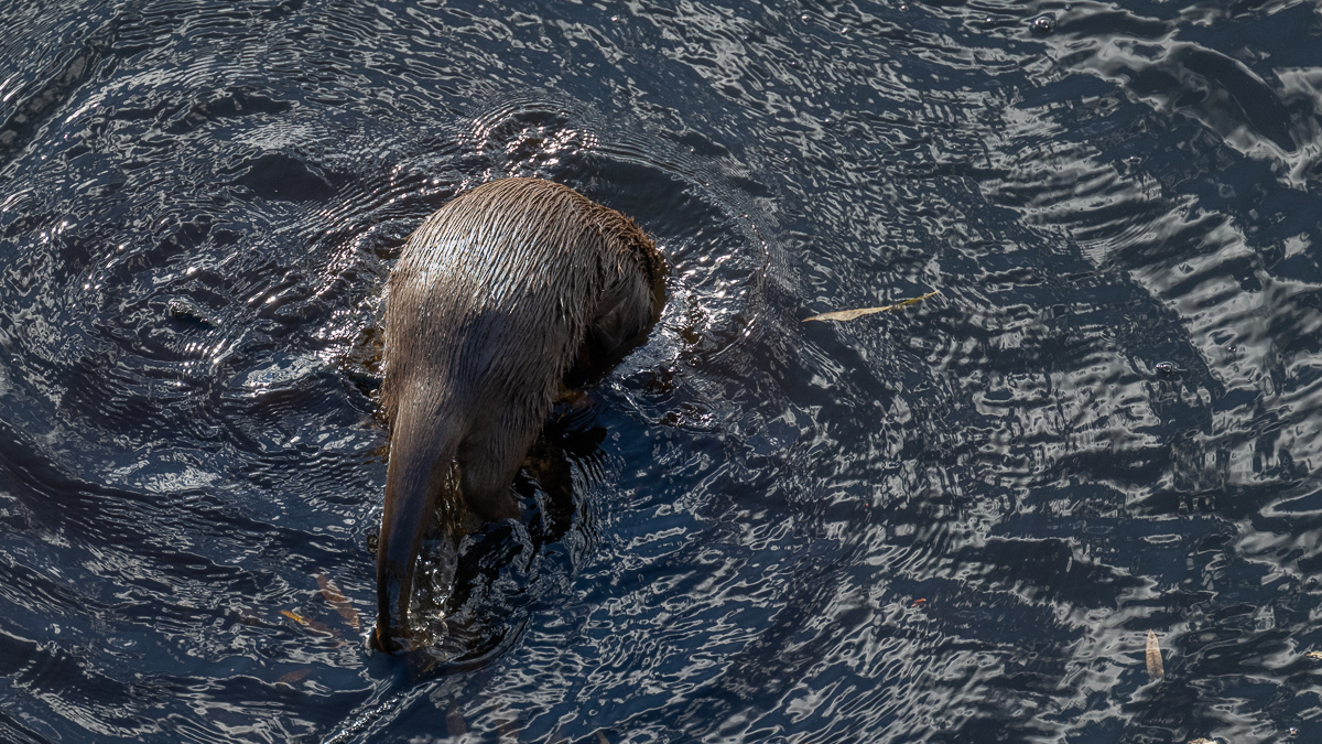Loutre d'Europe