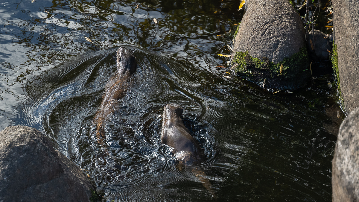 Loutre d'Europe