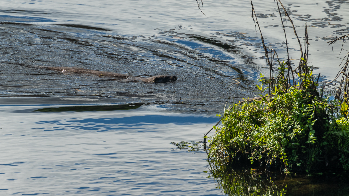 Loutre d'Europe