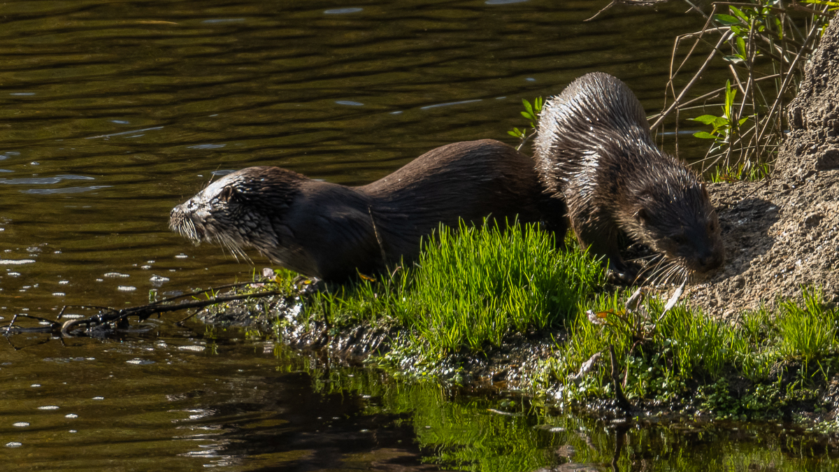 Loutre d'Europe