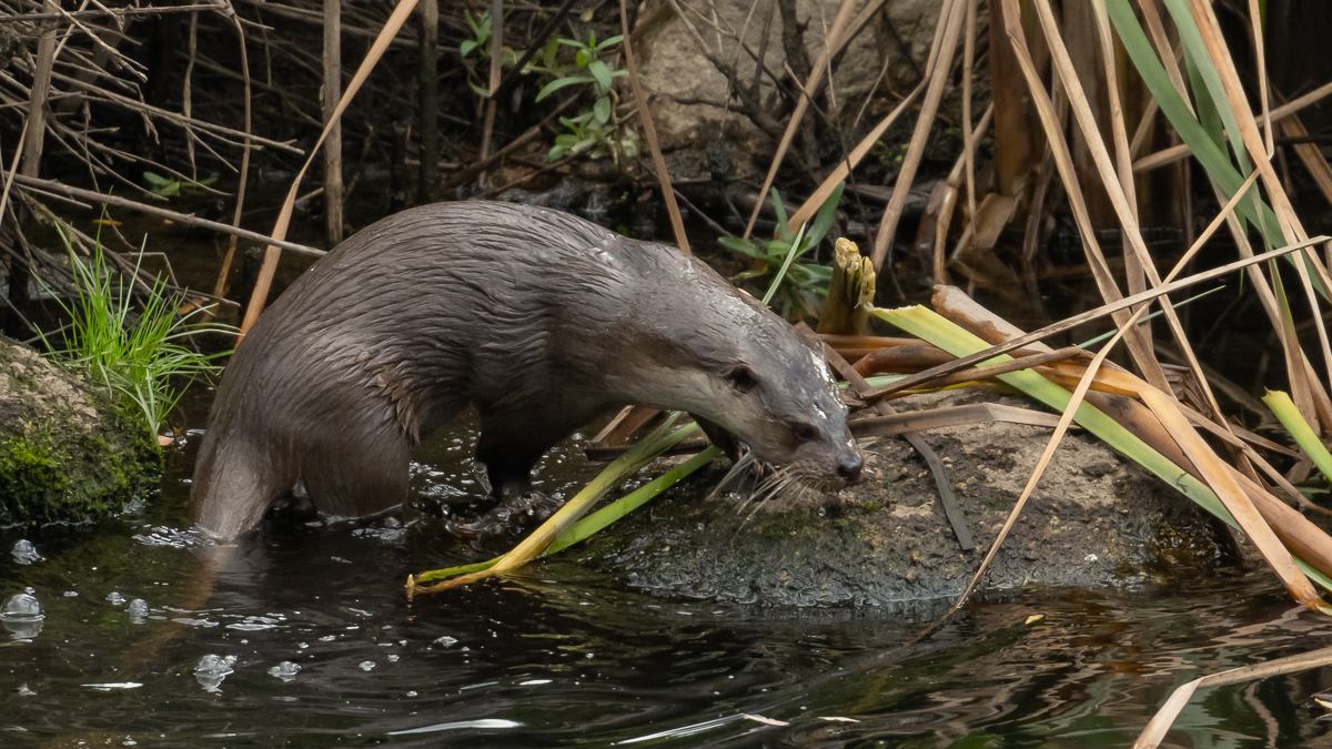 Loutre d'Europe