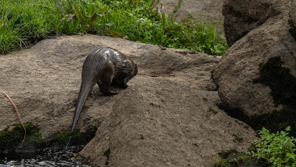 Loutre d'Europe