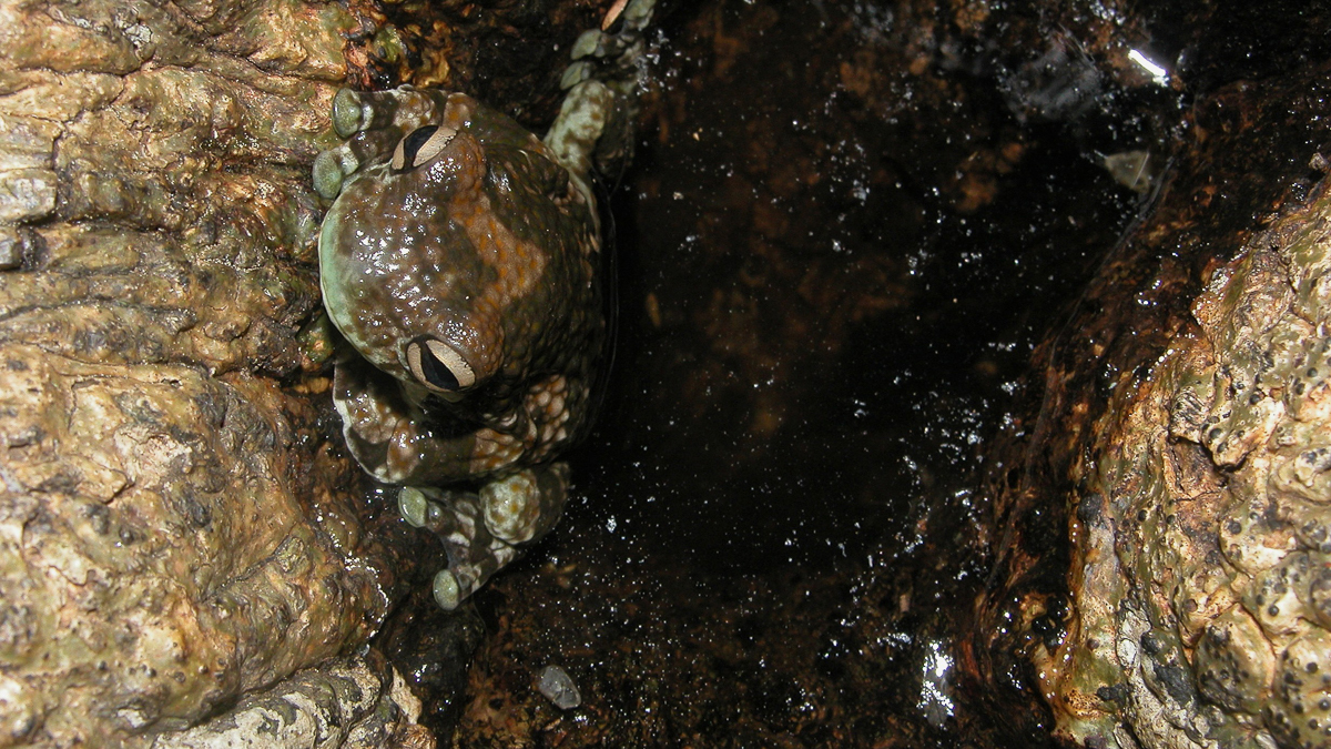 Trachycéphale métronome