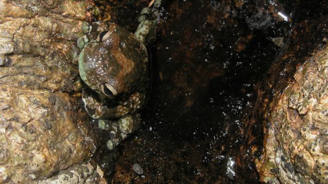 Trachycéphale métronome