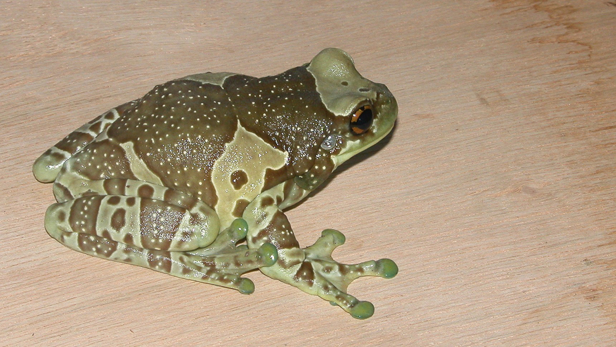 Trachycéphale Kunawalu