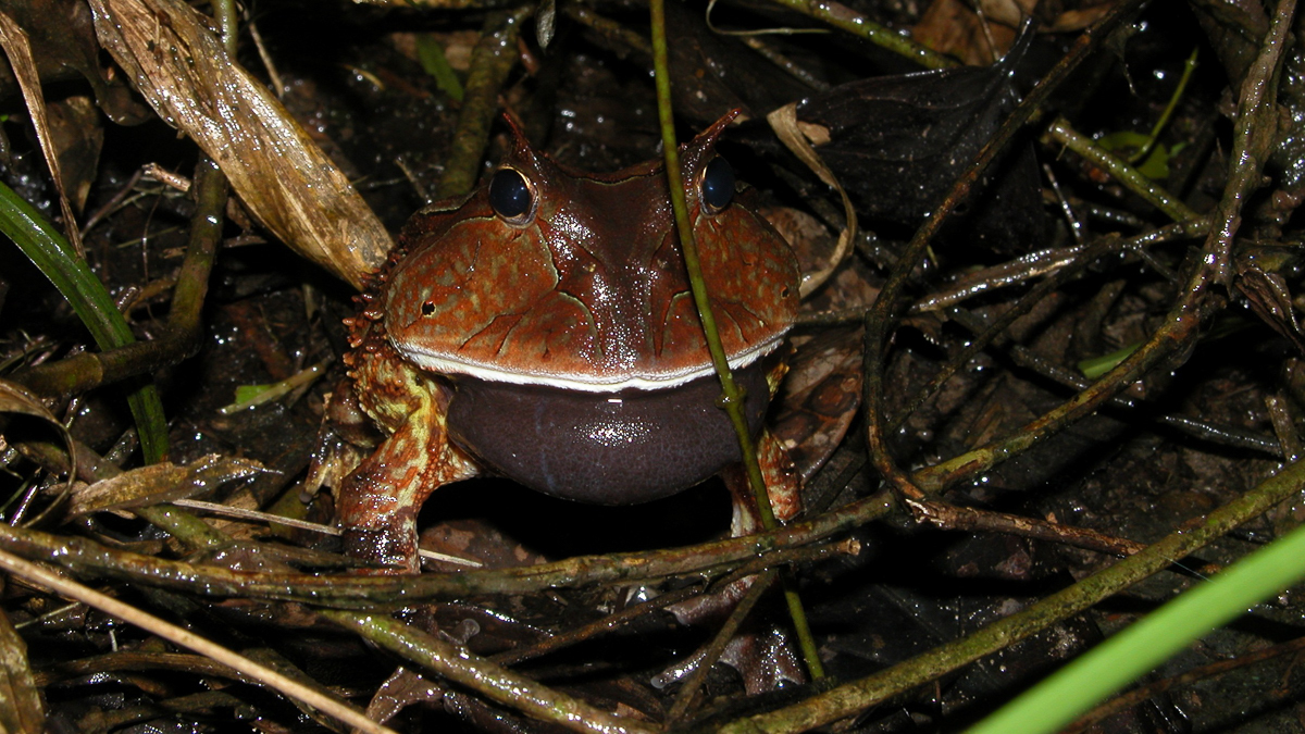 Cératophrys cornu