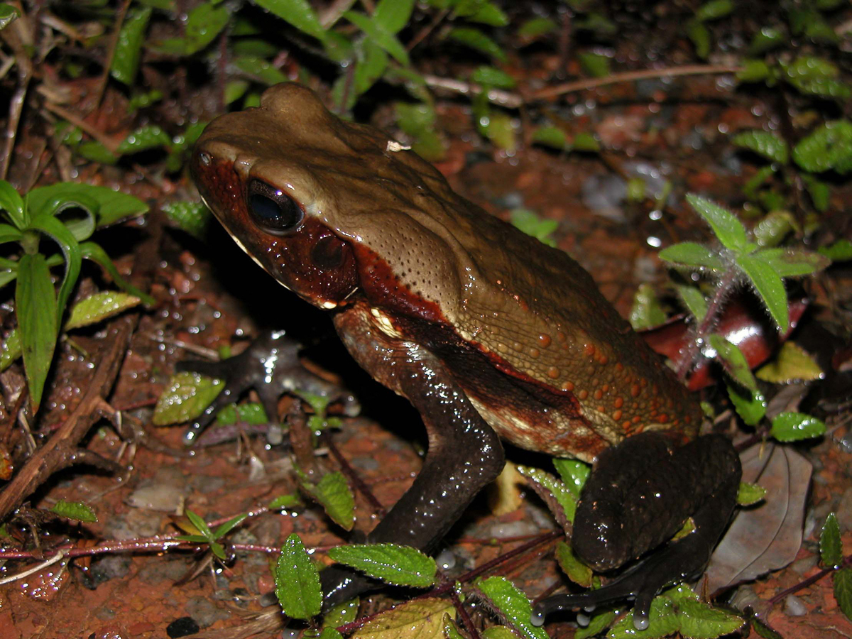 Crapaud de Leschenault