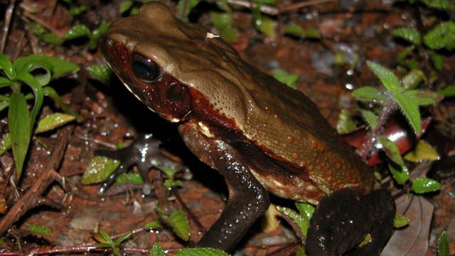 Crapaud de Leschenault