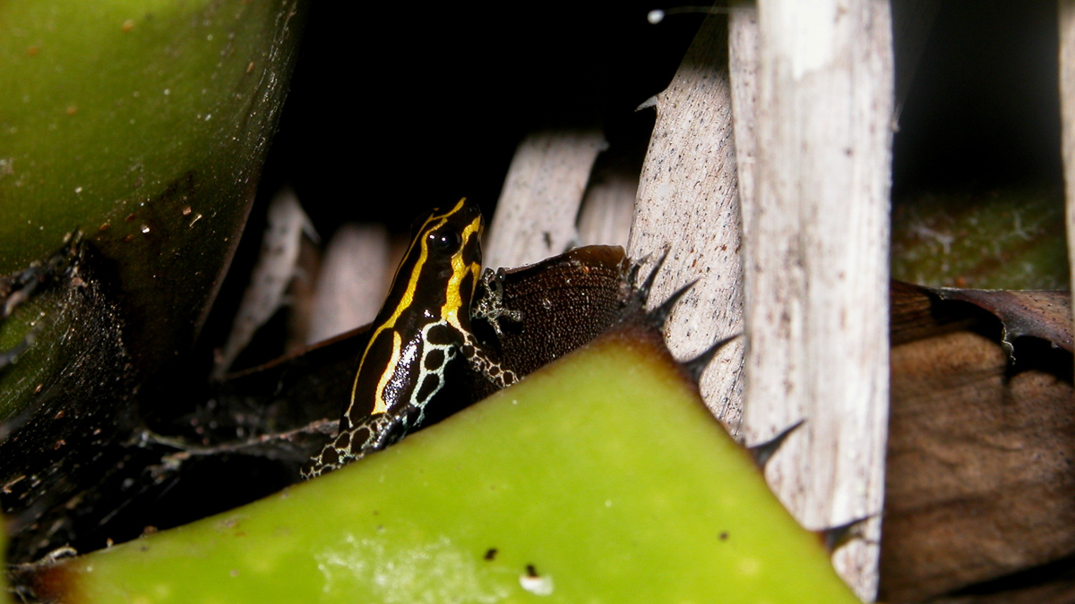 Dendrobate variable