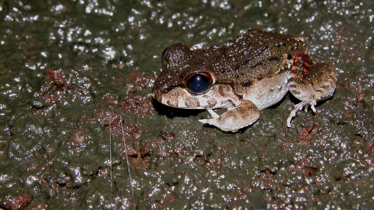 Leptodactyle De Myers