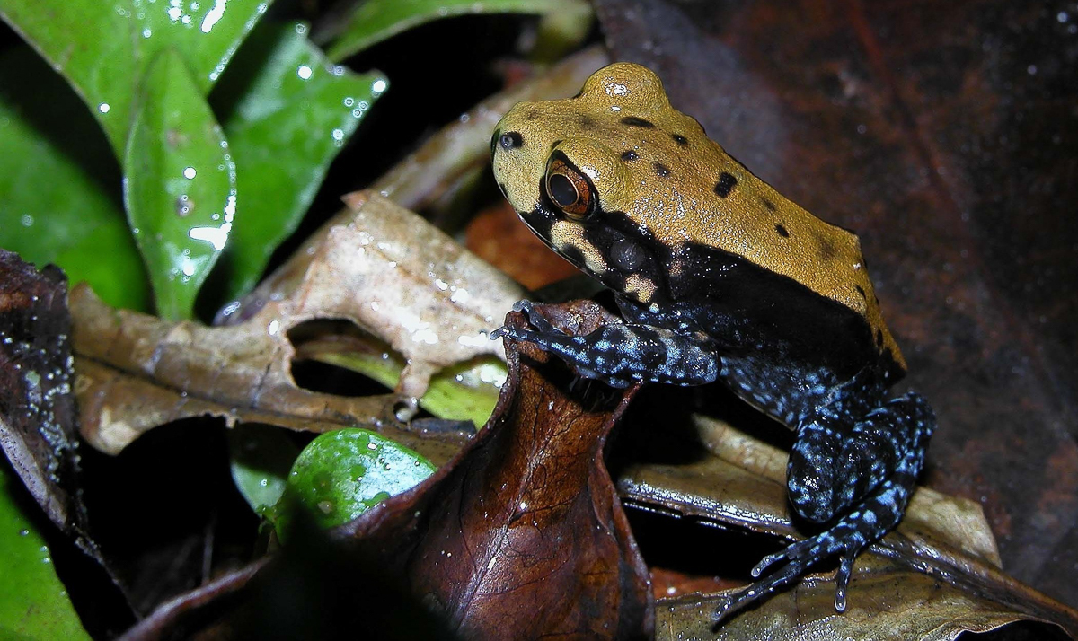 Leptodactyle étroit