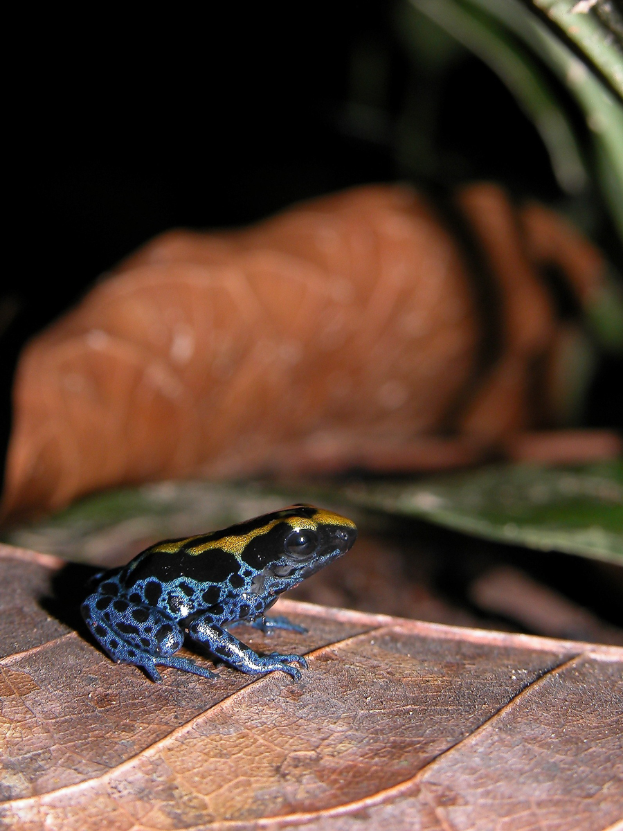Dendrobate à tapirer