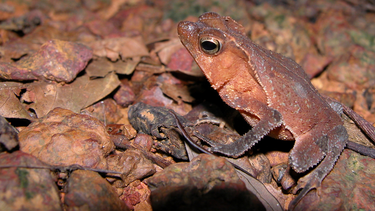 Crapaud perlé