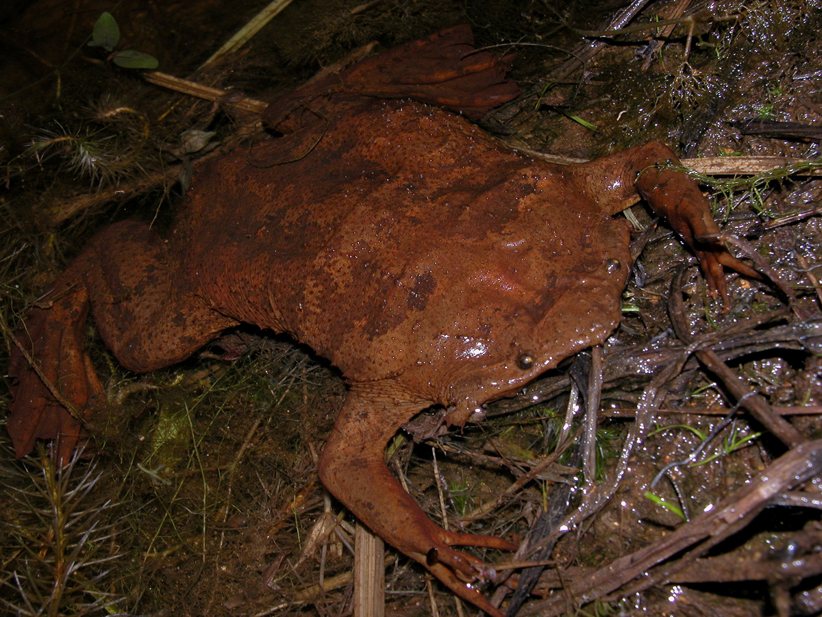 Pipa américaine