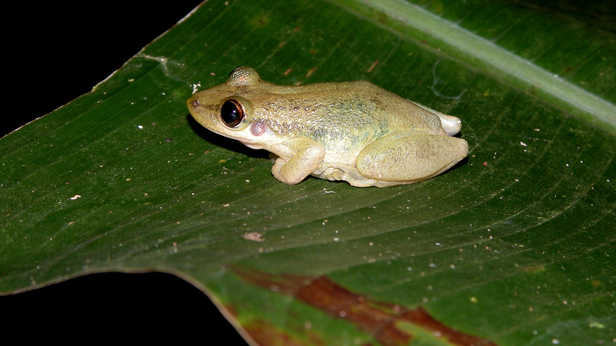 Scinax des maisons