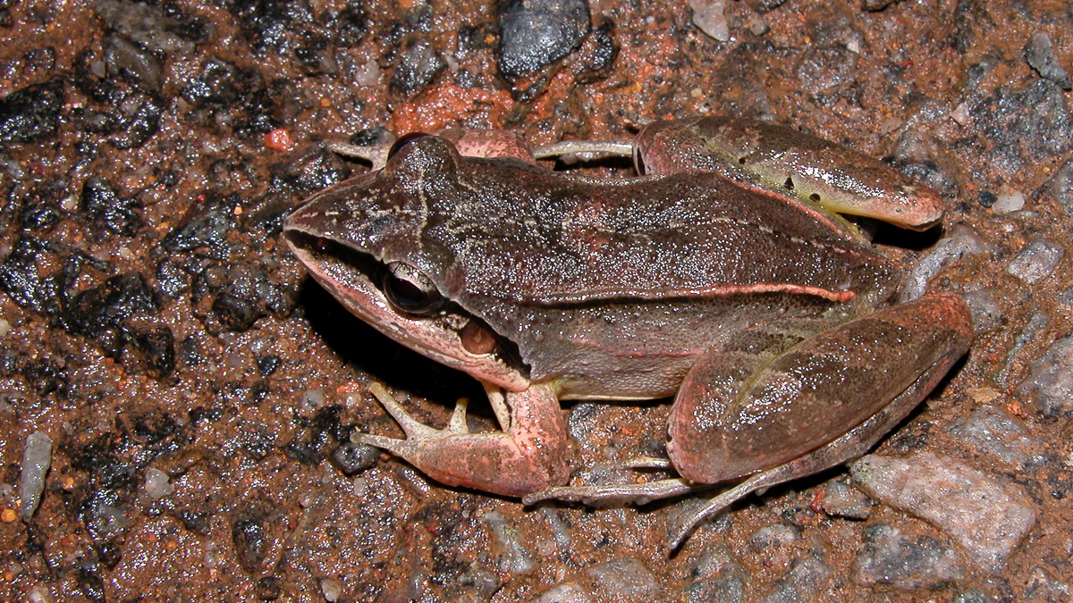Leptodactyle à moustache