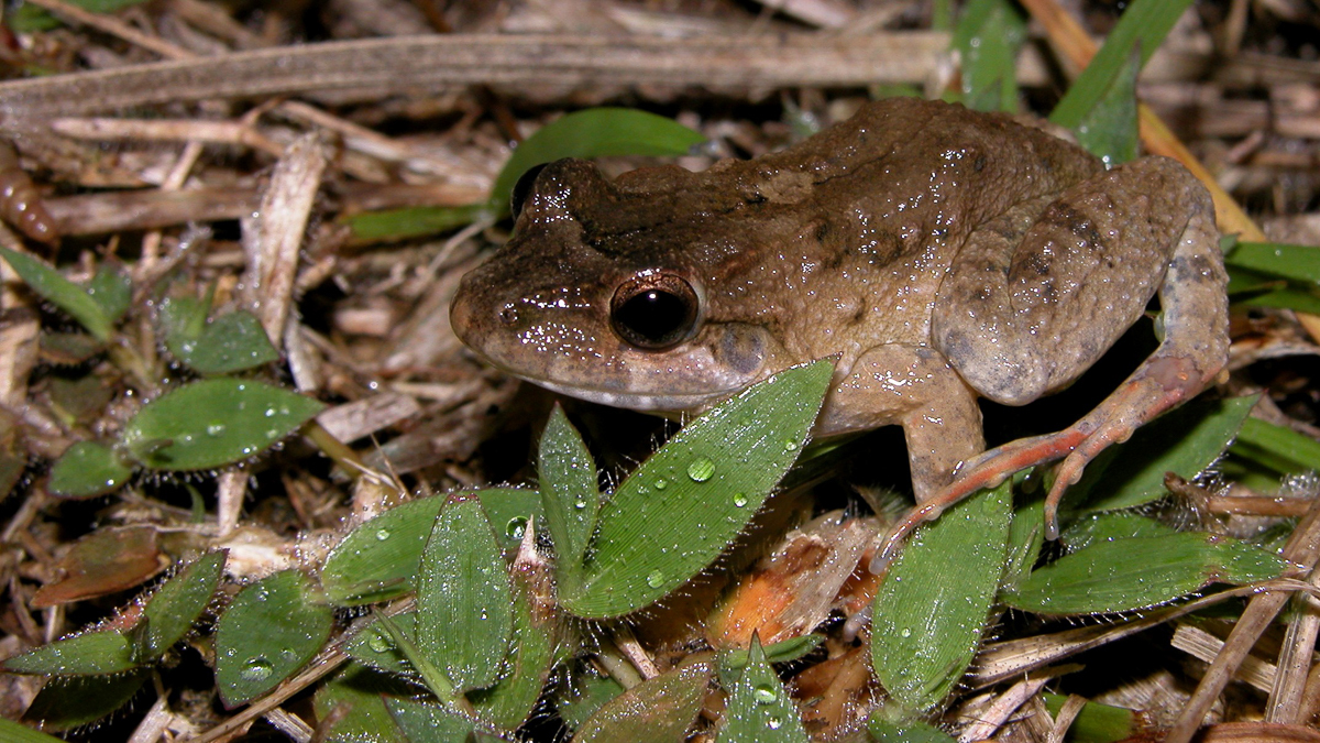 Leptodactyle de Peters