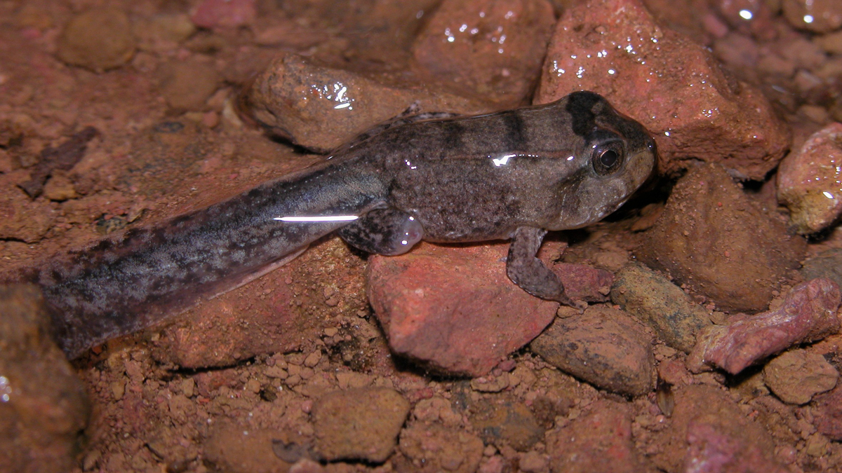 Leptodactyle géant