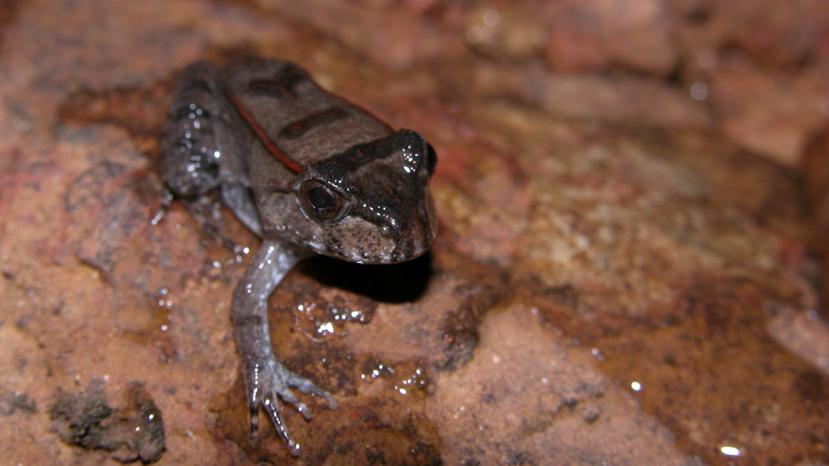 Leptodactyle géant