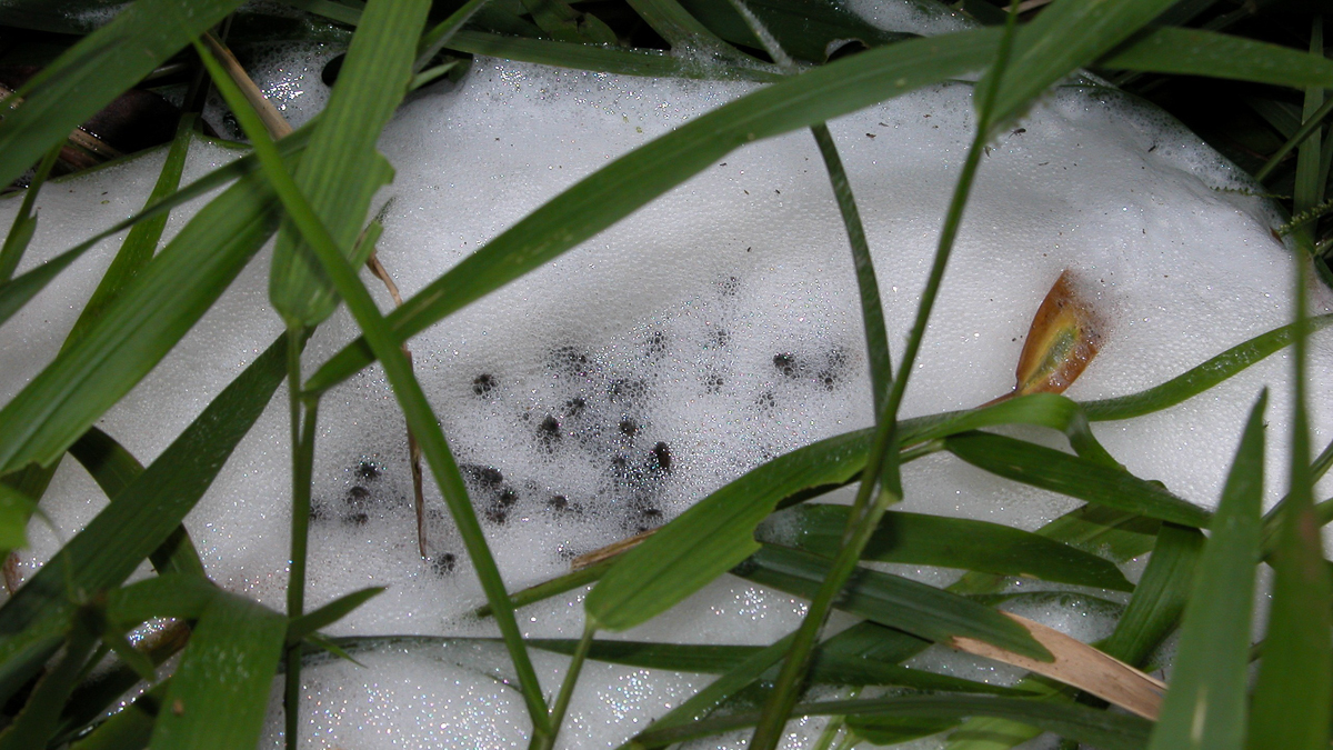 Leptodactyle de Knudsen