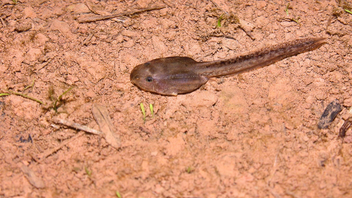 Amphibiens