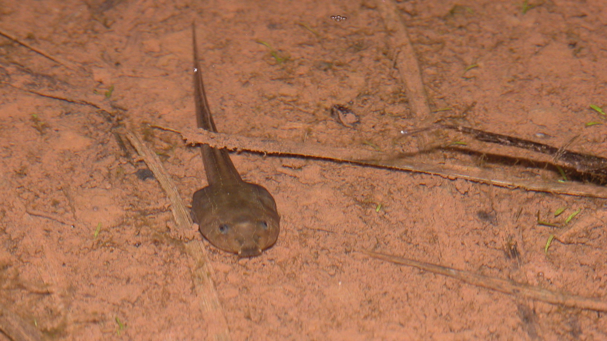 Amphibiens