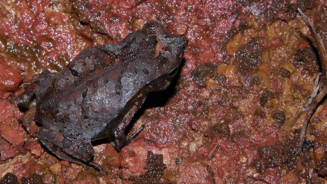 Crapaud feuille