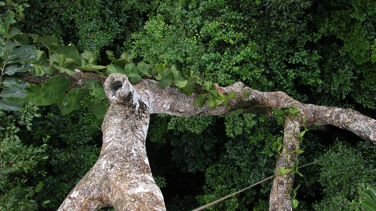 Trachycéphale métronome