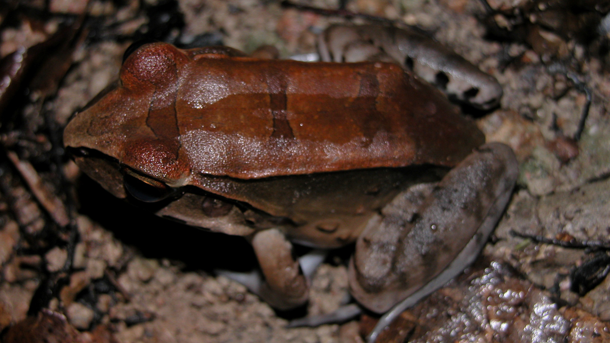 Leptodactyle géant