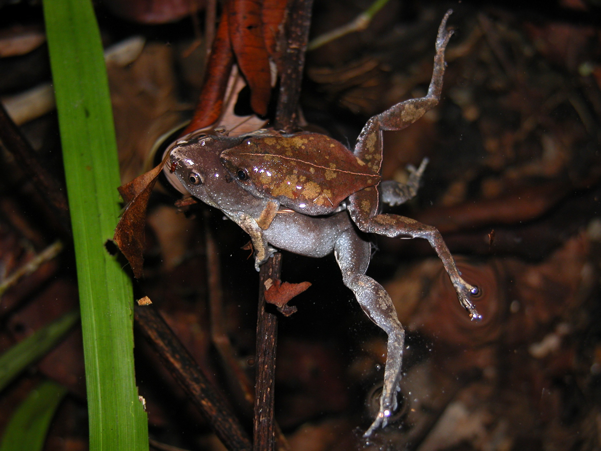 Chiasmocle de Shudikar