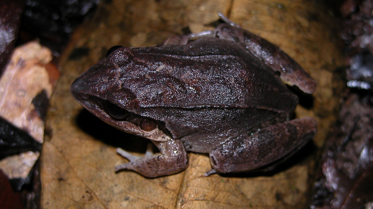 Leptodactyle à moustache