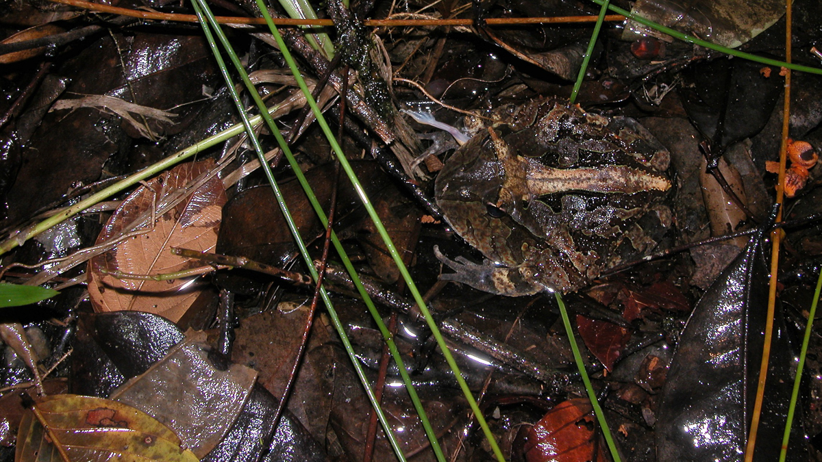 Cératophrys cornu