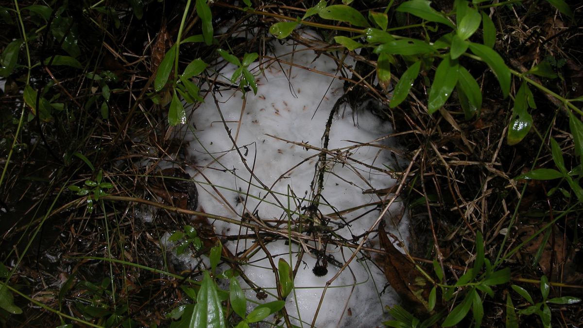 Leptodactyle de Knudsen