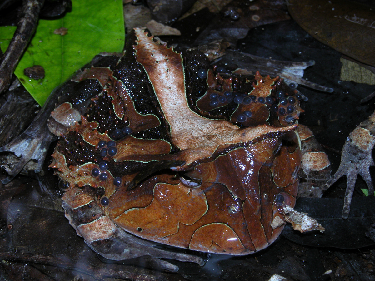 Cératophrys cornu