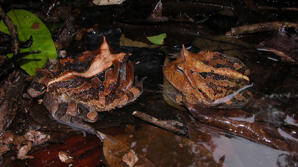 Cératophrys cornu