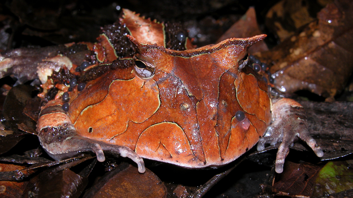 Cératophrys cornu