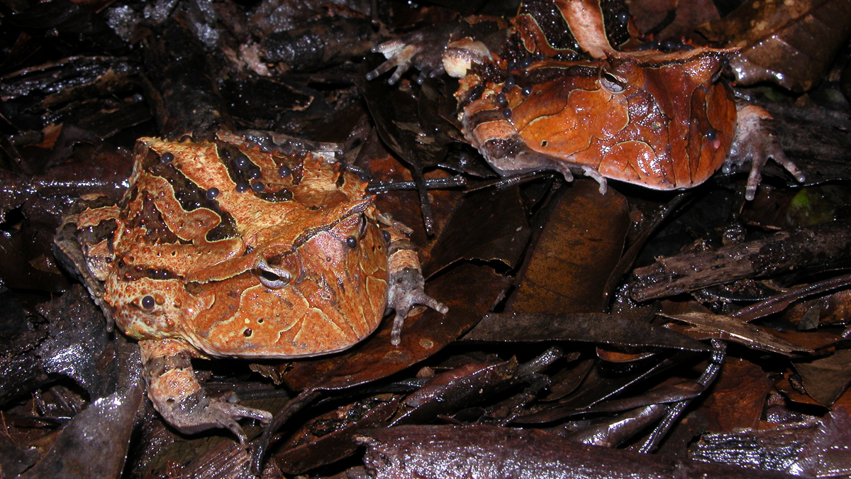 Cératophrys cornu