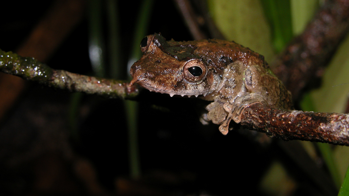 Scinax proboscidienne