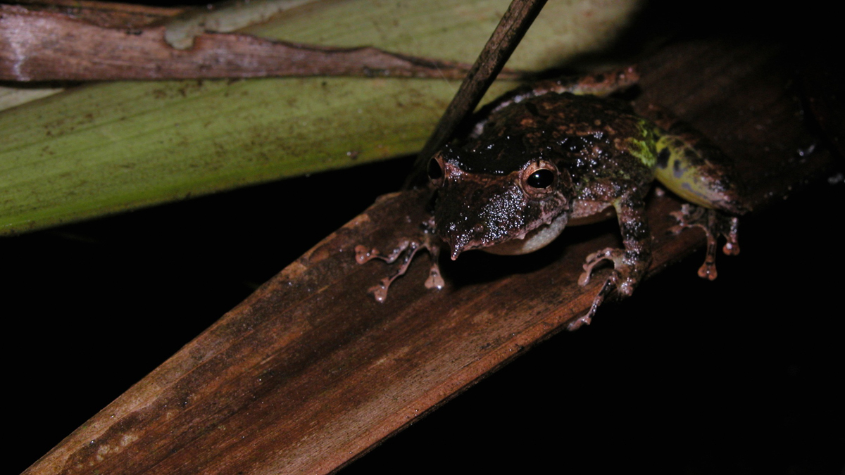 Scinax proboscidienne