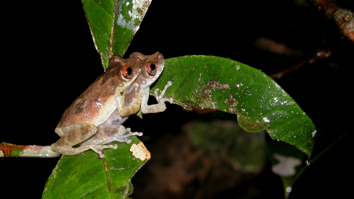 Scinax ruberoculatus