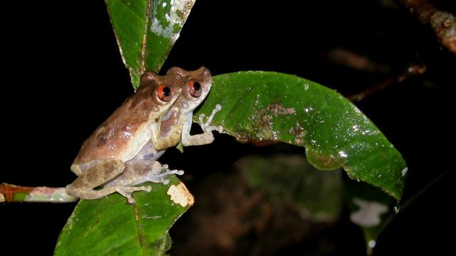 Scinax ruberoculatus