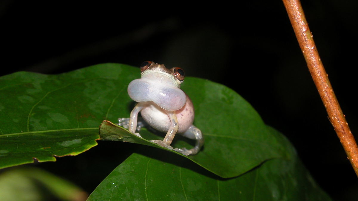 Scinax ruberoculatus