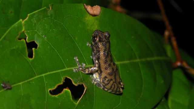 Allophryne de Ruthven