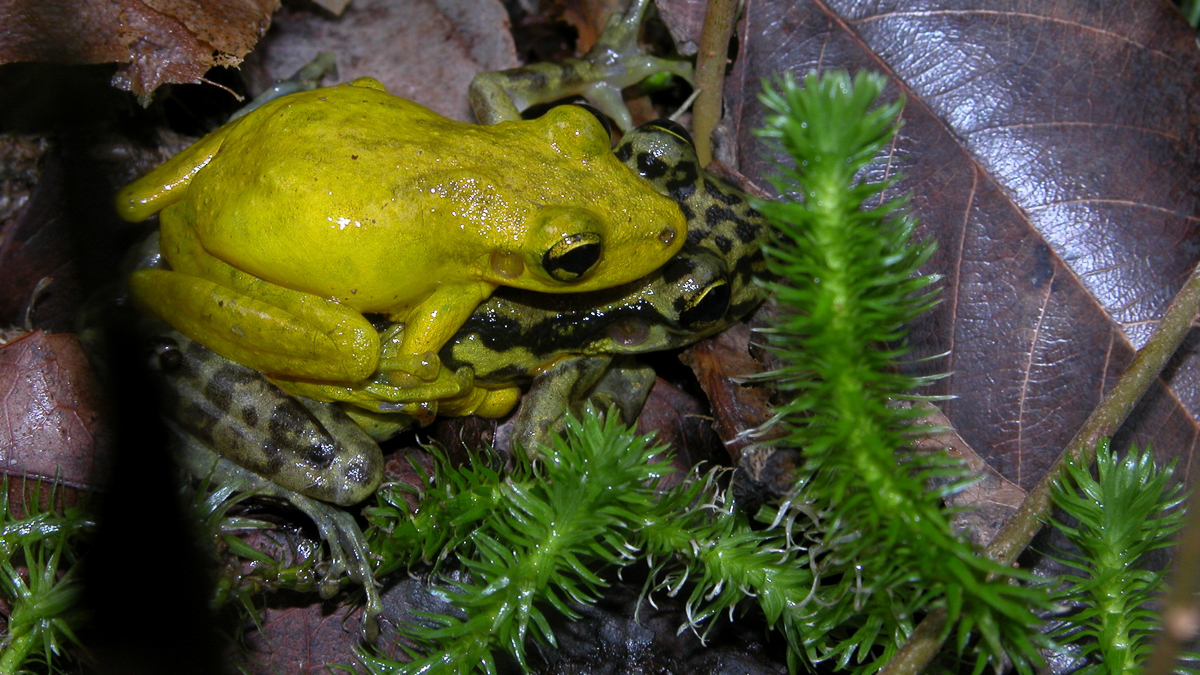Scinax